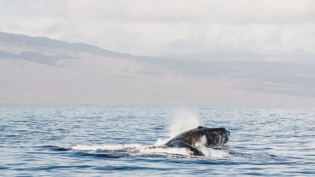 environmental-nonprofit-32